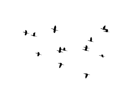 flying of flock birds silhouette on white background