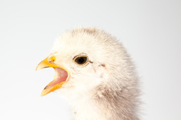 one chick alone