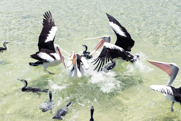 Pelicans feeding in the water during the day at Tangalooma Island in Queensland on the west side of...