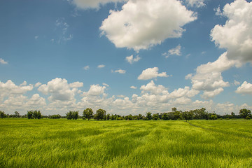  The cozy atmosphere in paddy rice fields. Among the clouds on a beautiful sky in Thailand.