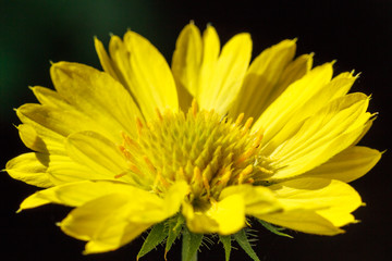 flower, flowers, beautiful country Thailand