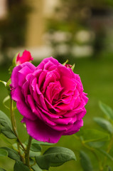 Beautiful pink rose in a garden