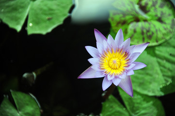 n&eacute;nuphars rose et mauve