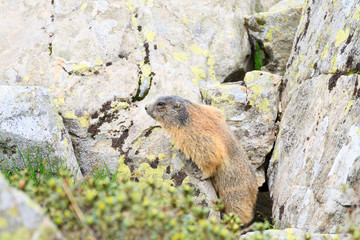 Alpine marmot