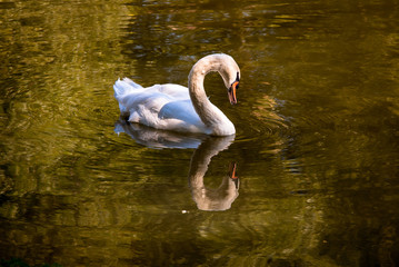 Der Schwan als Narziss