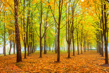 Naklejka premium park