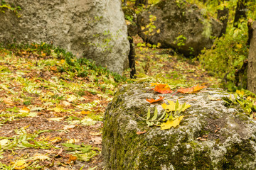 Осенние листья на камне