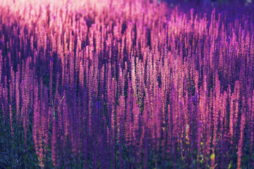 Lavender Field in the summer