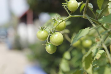 Homegrown Red Fresh Tomato In A Garden.