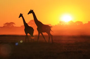 Crédence de cuisine en verre imprimé Girafe Giraffe Sunset - Marcher sous le soleil majestueux