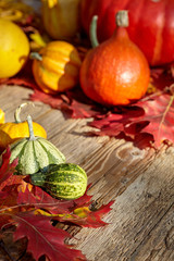 Fall season decoration with pumpkin and foliage maple leaves