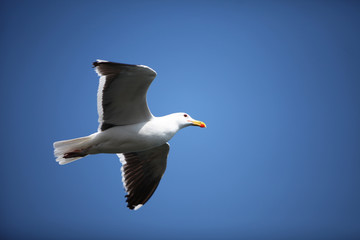 Mouette dans le ciel