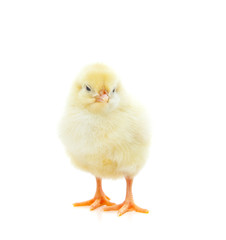 Obraz premium Cute little chick. All on white background