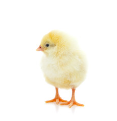 Cute little chick. All on white background