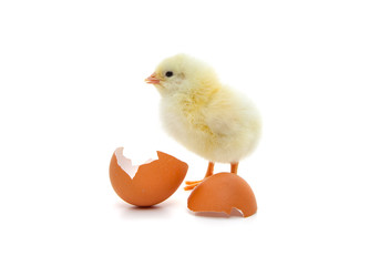 Cute little chick. All on white background