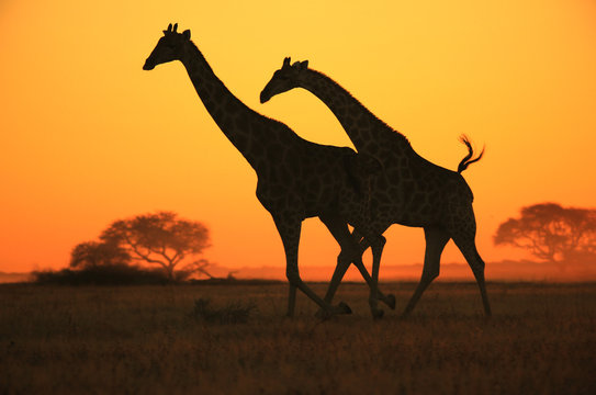 Giraffe Silhouette - Golden Skies and Freedom of Speed