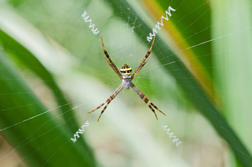 Spider on a spider web with a green background