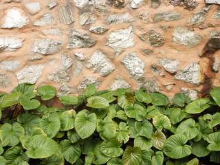 Stone wall with green plants