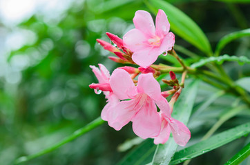 Dew drops on pink flower