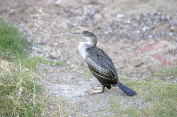 Balearic shearwater, bird, Puffinus mauretanicus, autochthonous.