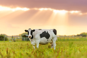 Cow in field with Australia Map shape