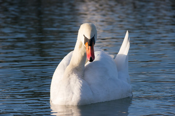 Naklejka premium Swan on Lake