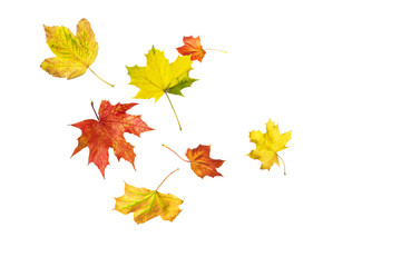 Fototapeta premium Herbstlaub