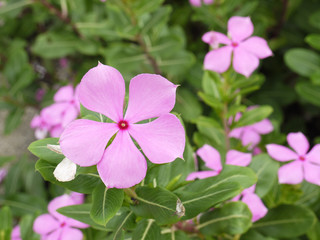 Catharanthus Roseus, Commonly known as the Madagascar Periwinkle