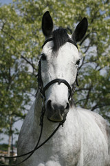Face to face portrait  of a purebred gray horse against natural