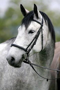 Side view headshot of a fleabitten grey horse with leather harne