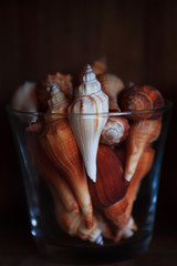 Conchas de mar