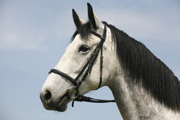 Fototapeta na wymiar Beautiful fleabitten grey horse with leather harness in summer c