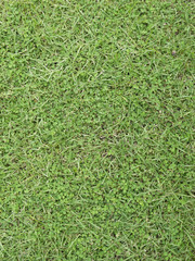 grass background