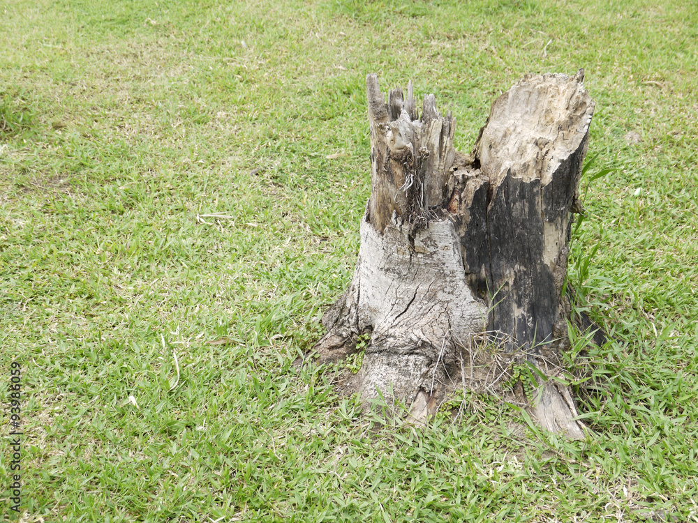 Sticker tree stump on the green grass