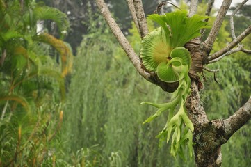 a parasite plant grows on another tree