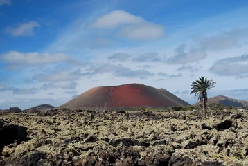 Foto op Plexiglas Lanzarote - ash and a lonely palm tree © Sonique Sternal