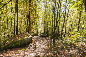 Lavertezzo, Dorf, Verzascatal, Valle Verzasca, Verzasca, Waldweg, Kastanienwald, Kastanienbäume, Herbstfarben, Herbstlaub, Herbst, Tessin, Schweiz