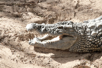 Naklejka premium crocodile 20102015