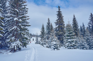 Naklejka premium Snow-covered trees in the Giant Mountains , Poland.
