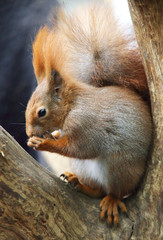 essendes Eichhörnchen