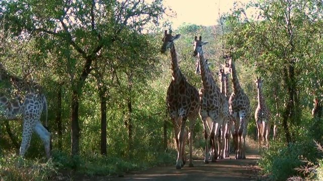 Large herd of giraffes walking through the African bush.