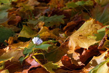 Bellis perennis