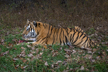 Fototapeta na wymiar Ussurian tiger
