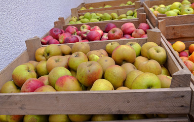 Äpfel ernten