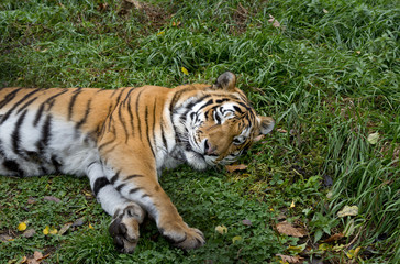 Fototapeta na wymiar Ussurian tiger