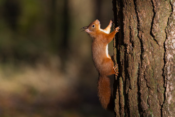 Red Squirrel