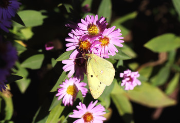 На соцветии лиловой астры желтая бабочка лимонница находясь в висячем положении употребляет нектар