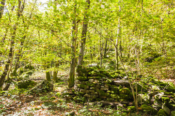 Obraz premium Lavertezzo, Dorf, Verzascatal, Kastanienwald, Kastanienbäume, Steinwand, Ruine, Waldlichtung, Wanderweg, Waldweg, Herbst, Tessin, Schweiz