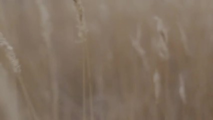 Прогулка по траве