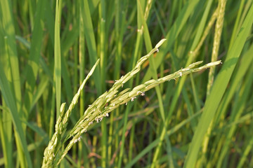 rice , new rice , rice regeneration